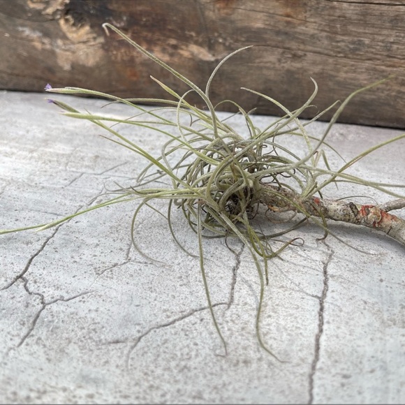 🍄‍🟫How To Care For Your Spanish Moss ,like this post all you need to kno… - Picture 14 of 17